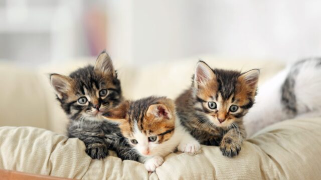 Animalerie Aquanimal Enr